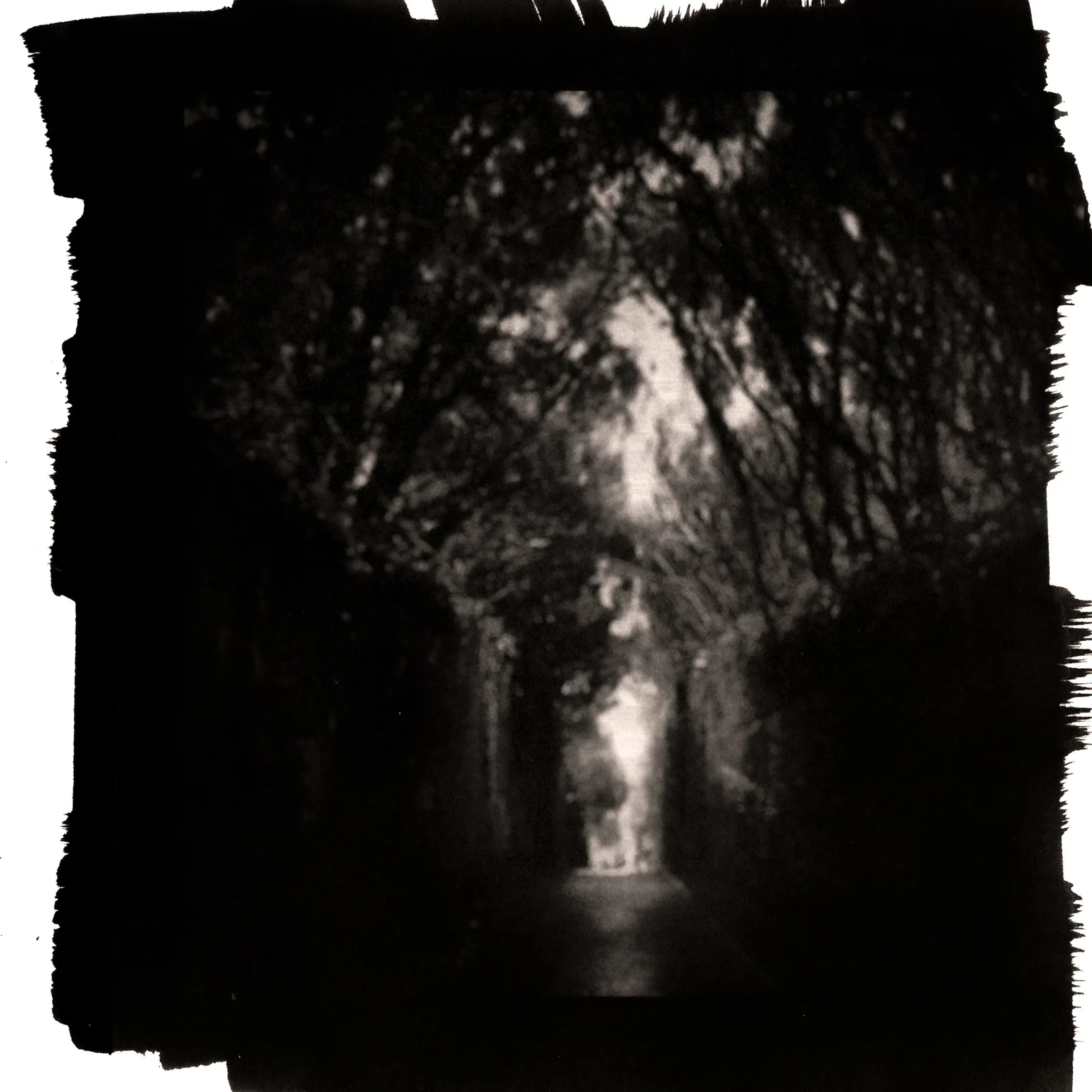 Camino oscuro entre árboles en calitipia