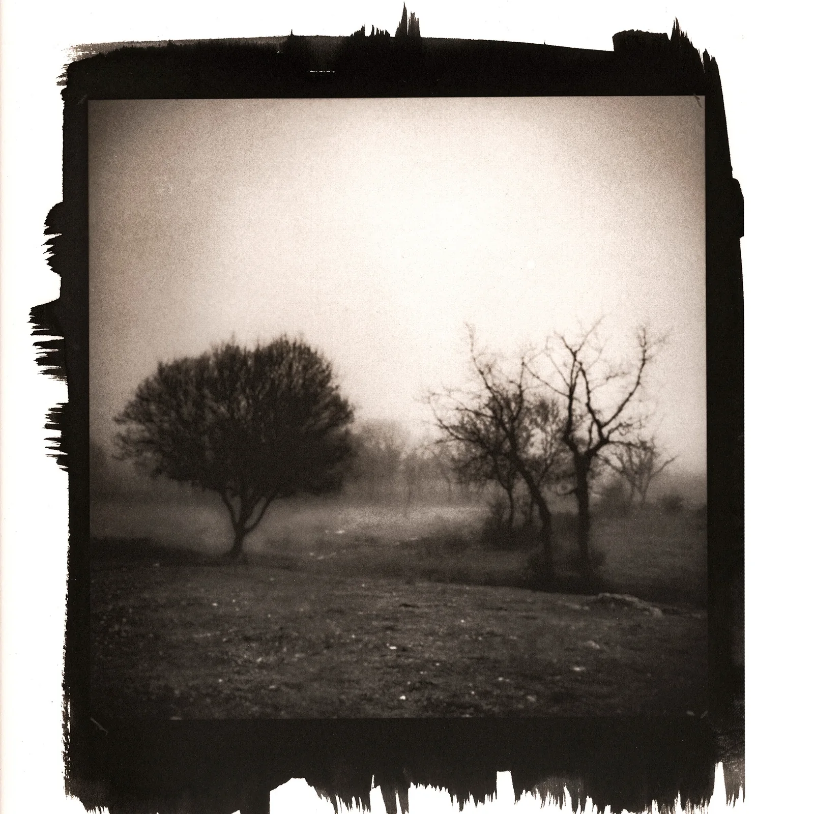 Calitipia de dos árboles en un paisaje con niebla